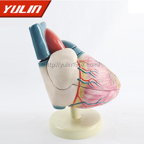 四川人体心脏复苏模型