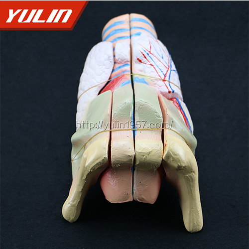 四川标准全口牙模型