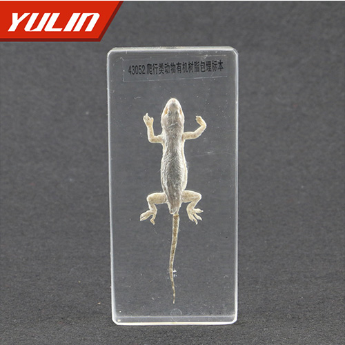 四川50种爬行类标本