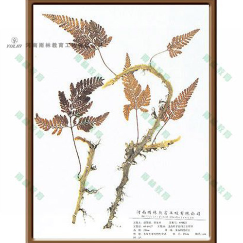 四川植物学挂图