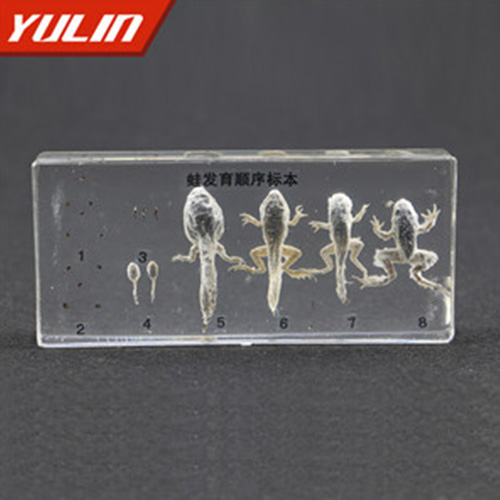 四川蛙发育顺序包埋标本
