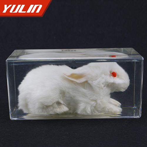 四川兔外形包埋标本