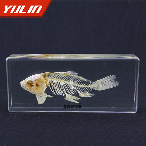 四川鱼骨骼包埋标制作