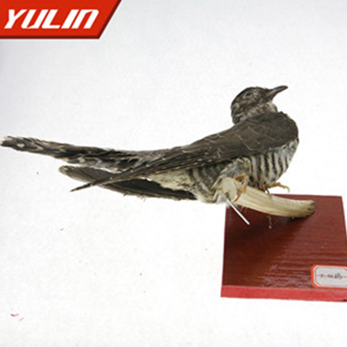 四川大杜鹃标本