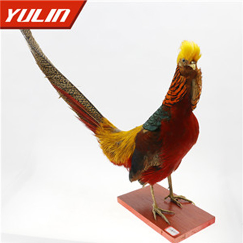 四川红腹锦鸡标本