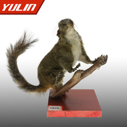 四川红腹松鼠标本