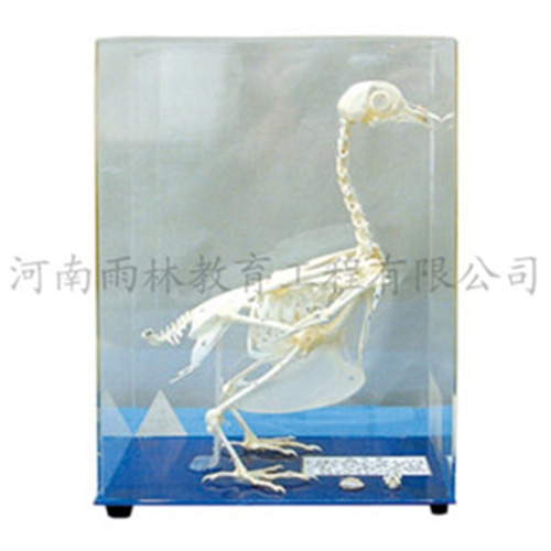 四川鸽骨骼标本