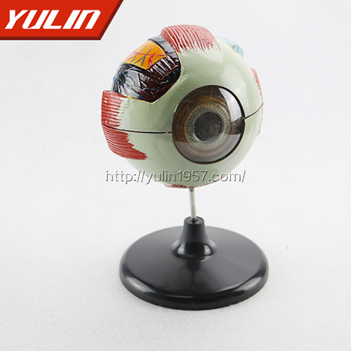 四川眼球解剖模型