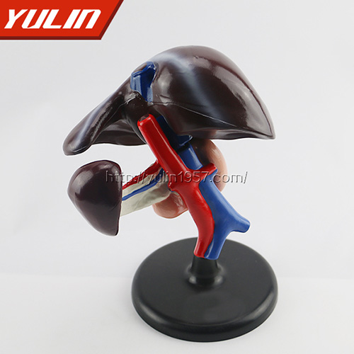 四川肝、十二指肠、胰脏模型