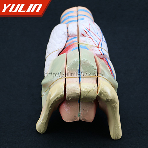 四川喉解剖模型