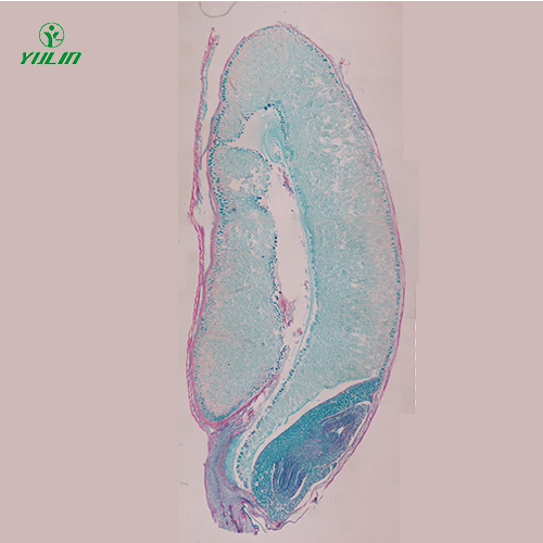 四川植物生物学种子类生物玻片