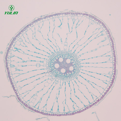 四川植物生物学根及根的变态生物玻片