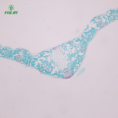 四川植物生物学叶及叶的变态生物玻片
