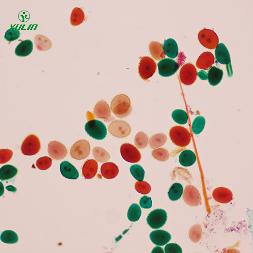 四川植物生物学花及花的生长生物玻片