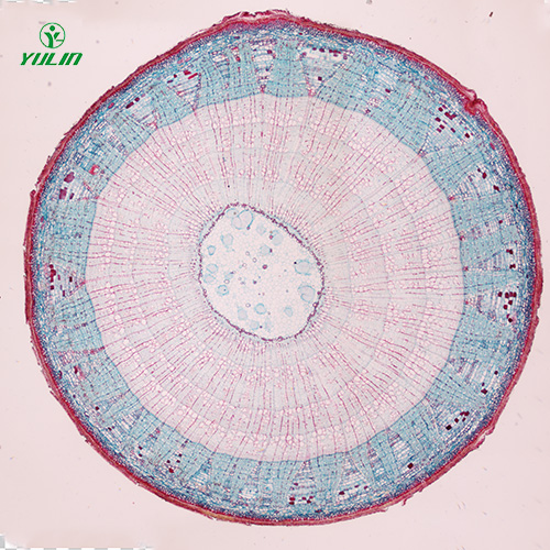 四川植物生物学茎及茎的变态生物玻片