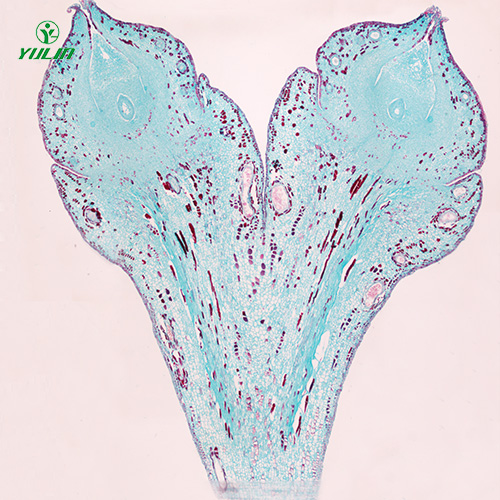 四川植物生物学胚及果实生物玻片