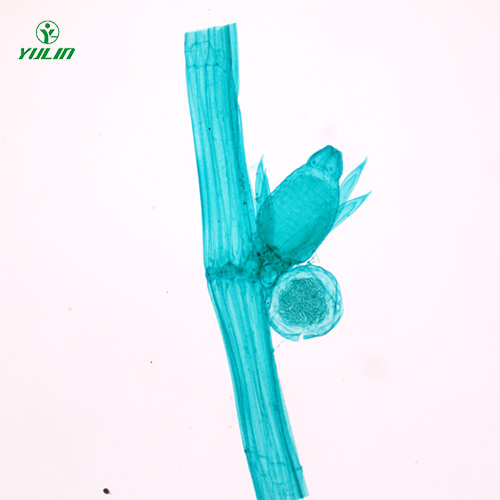 四川植物生物学藻类植物生物玻片