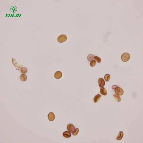 四川植物生物学菌类植物生物切片