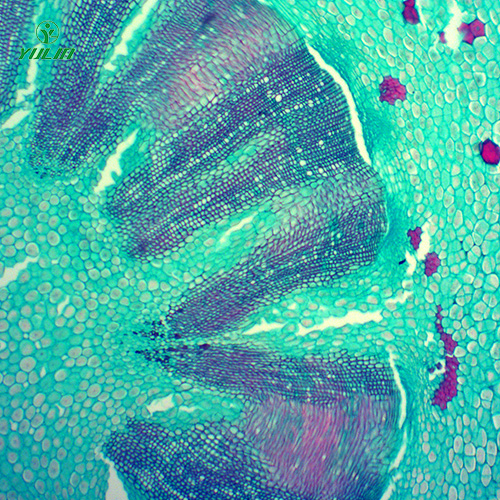 四川常见药用植物根及根茎生物玻片