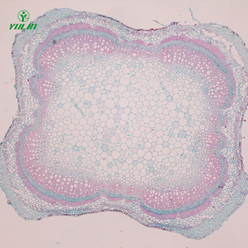 四川植物茎木类横切生药横切