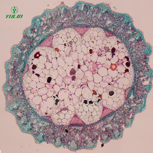 四川常见中药茎木类生物玻片