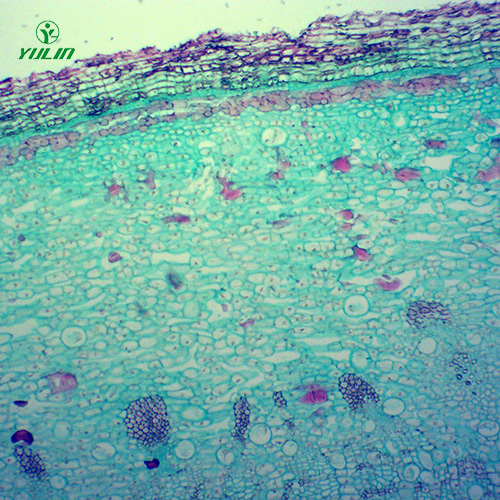 四川中药植物皮类显微实验玻片