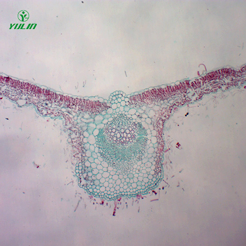 四川中药植物叶类显微实验玻片