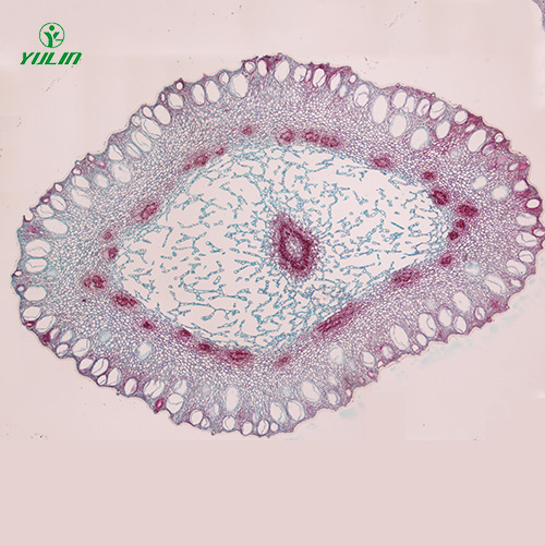 四川中药植物花类显微实验玻片