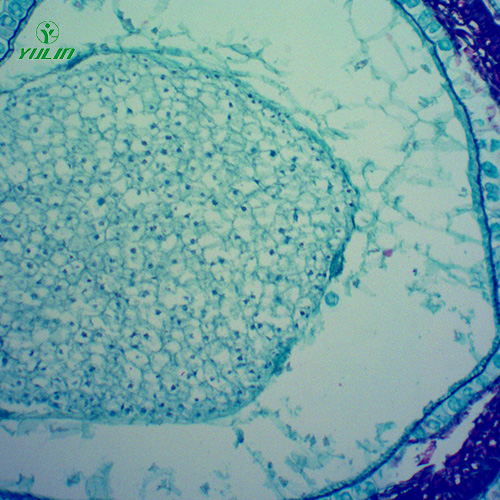 四川中药植物果实、种子类显微玻片