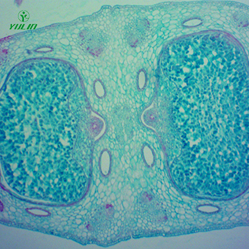 四川中药植物胚及果实类生物纤维玻片