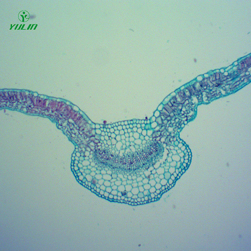四川中药植物全草叶横切