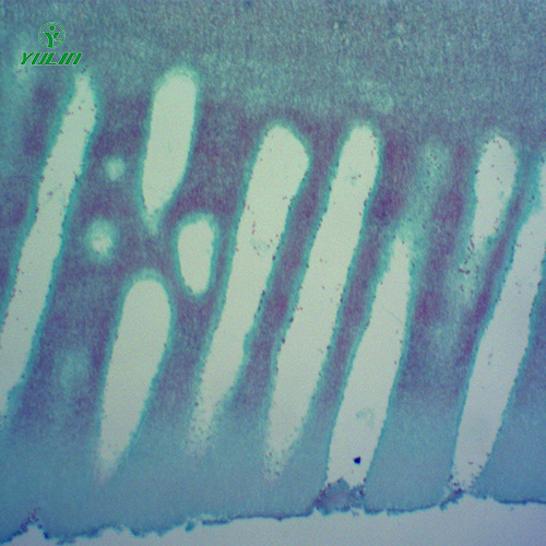 四川常见中药植物菌、藻类生物玻片