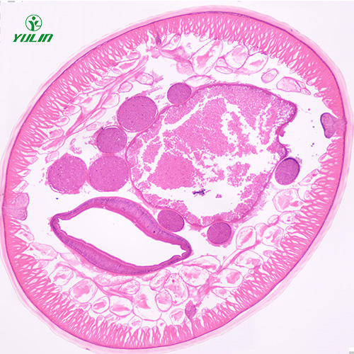 四川蛔虫（雄）