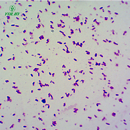 四川大肠杆菌菌种