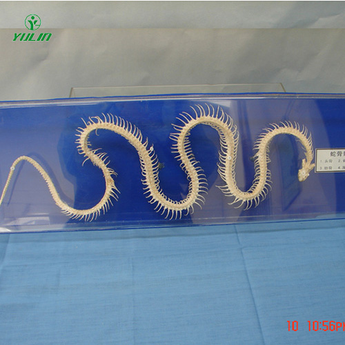 四川蛇骨骼标本