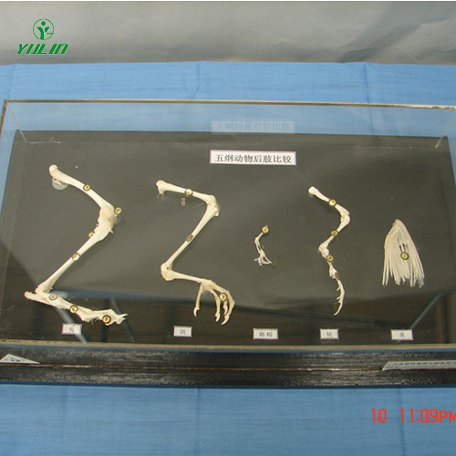 四川五纲动物后肢比较