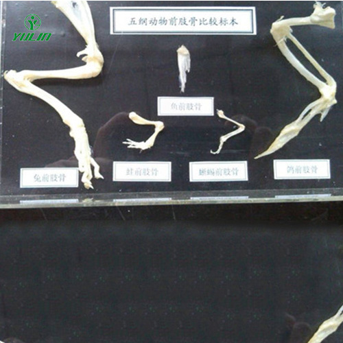 四川五纲动物前肢比较