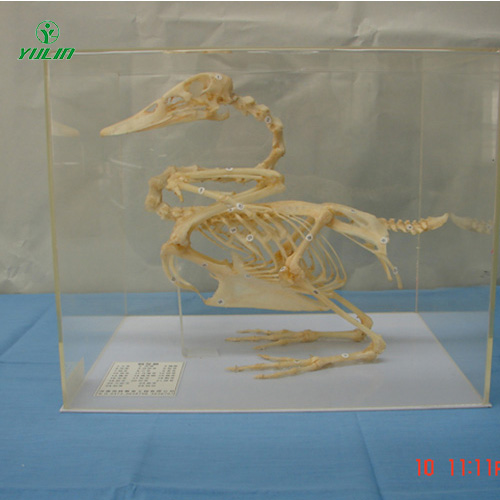 四川鸭骨骼包埋标本