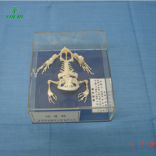 四川蛙骨骼包埋标本