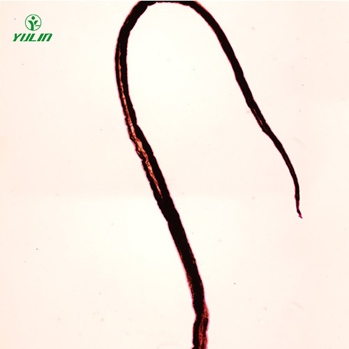 四川血吸虫雄虫装片