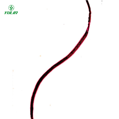 四川血吸虫雌虫装片