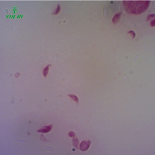 四川医学原虫孢子虫生物实验玻片