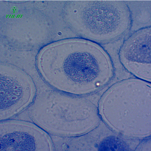 四川细胞及遗传学生物实验玻片标本