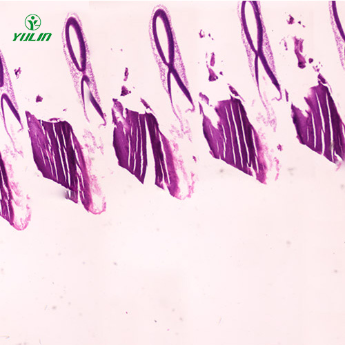 四川动物胚胎学生物显微切片