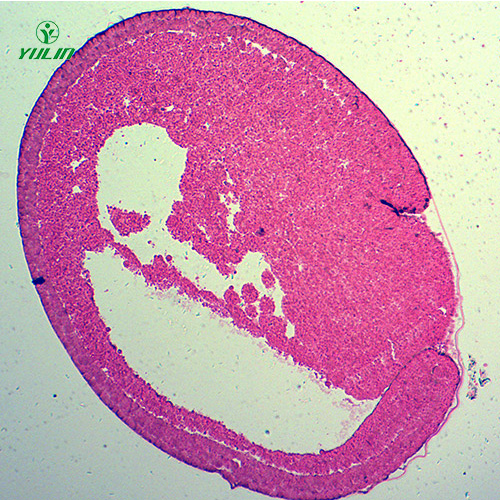 四川蛙胚胎发育时期切片