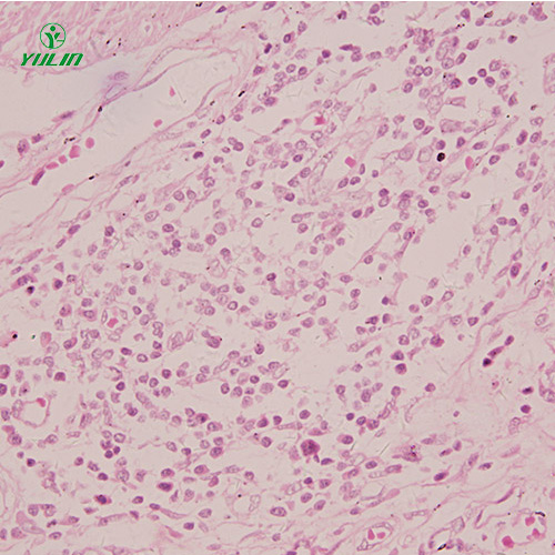 四川组织学感觉器官显微玻片