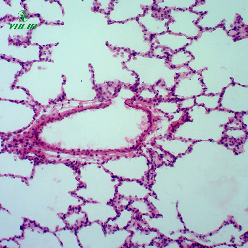 四川组织学呼吸系统显微玻片
