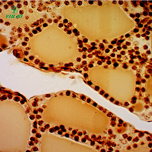 四川组织学内分泌系统显微玻片