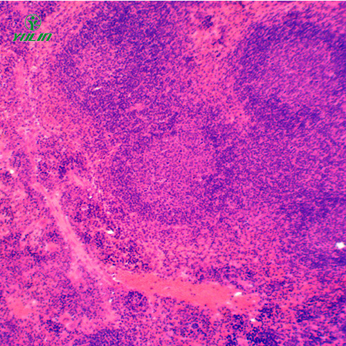 四川组织学免疫系统显微玻片