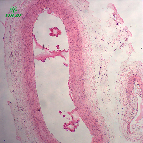 四川组织学循环系统显微玻片